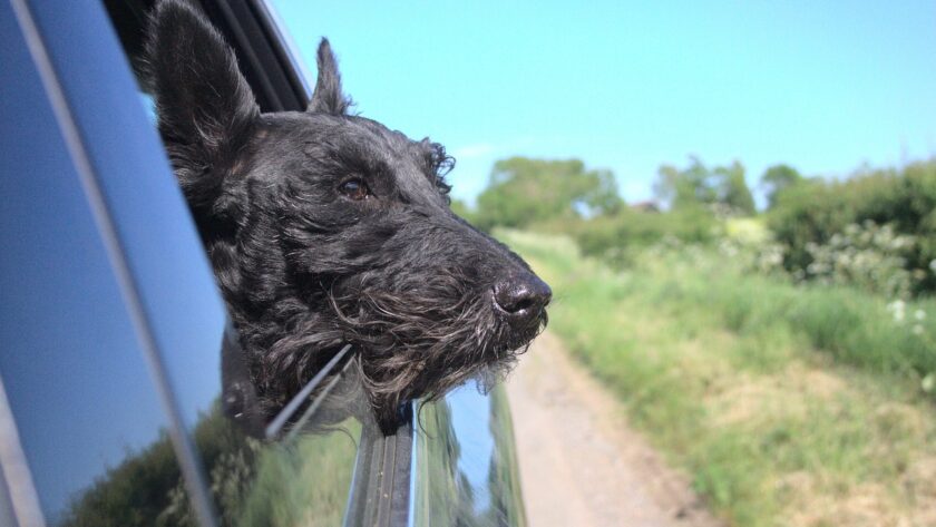 Tips met warm weer voor uw hond