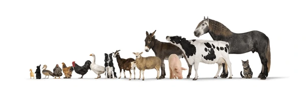 Healing voor Dieren op Afstand voor alle dieren koeien paarden katten honden enz