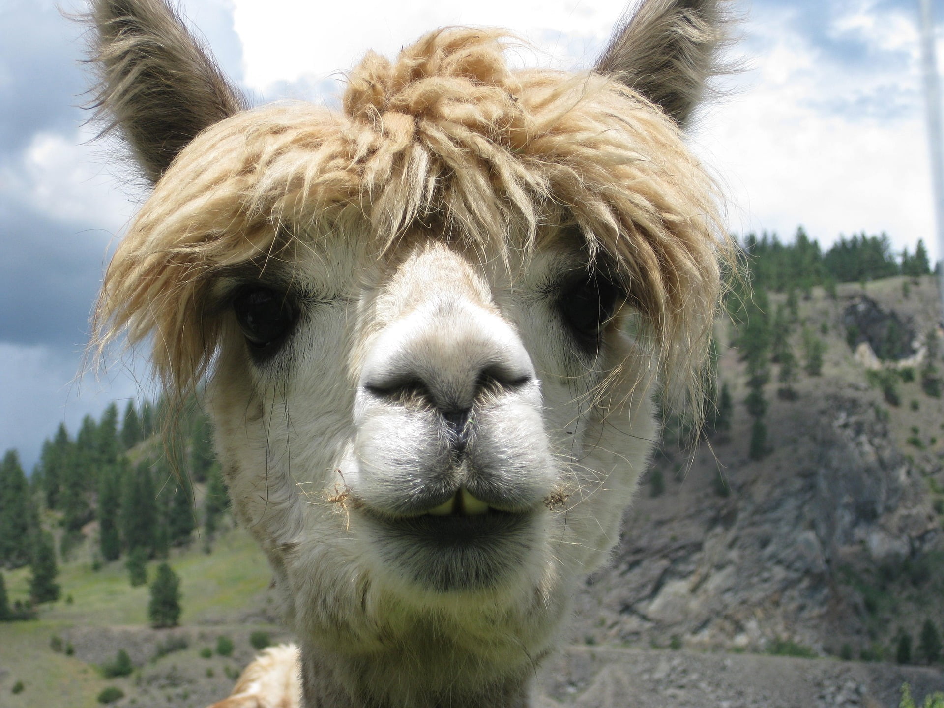 Animal Communicator 1 alpaca llama talks with ingrid moens