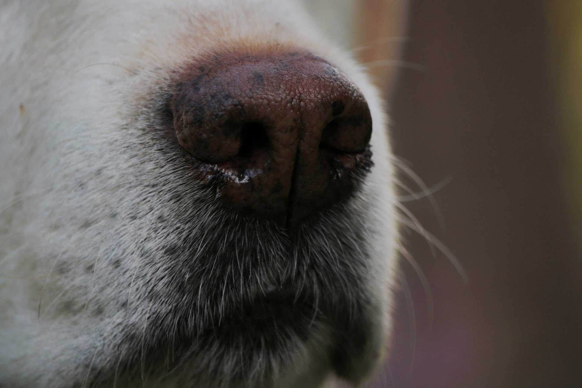 dog's nose