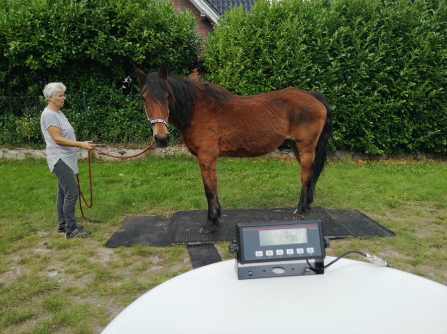 Mobile Horse Scale on Location