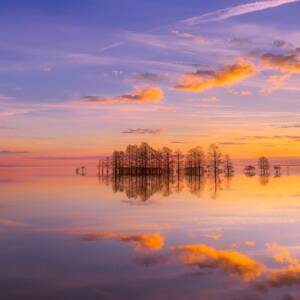 Healing voor Dieren op Afstand